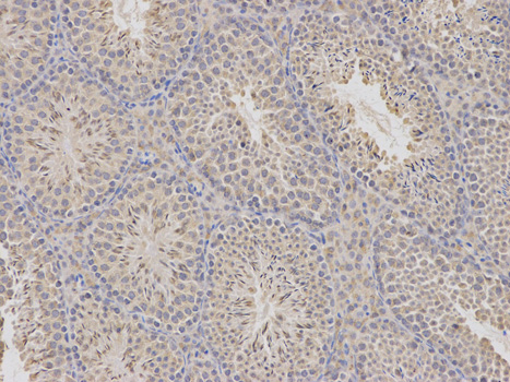 a01578 cda primary antiboties ihc testing 2