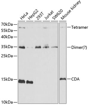 a01578 cda primary antiboties wb testing 1