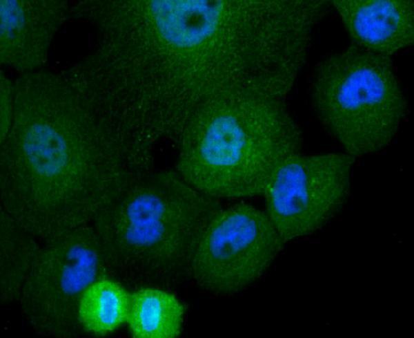 ICC staining Cullin 4a in A431 cells (green)