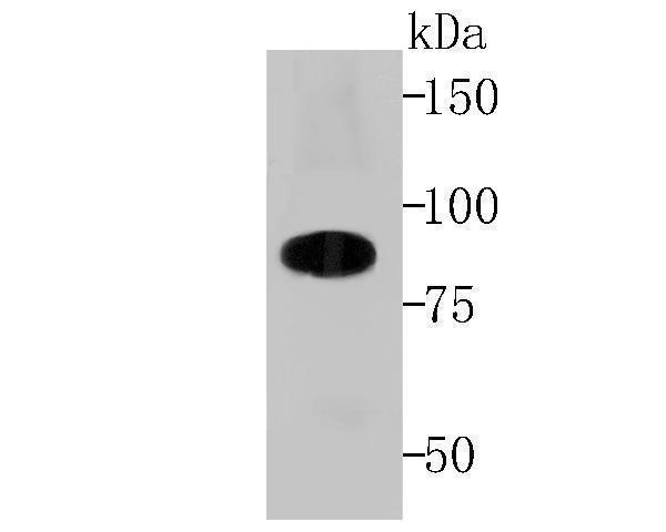 Western blot analysis of Cullin 4a on Hela cell lysates using anti-Cullin 4a antibody at 1/500 dilution