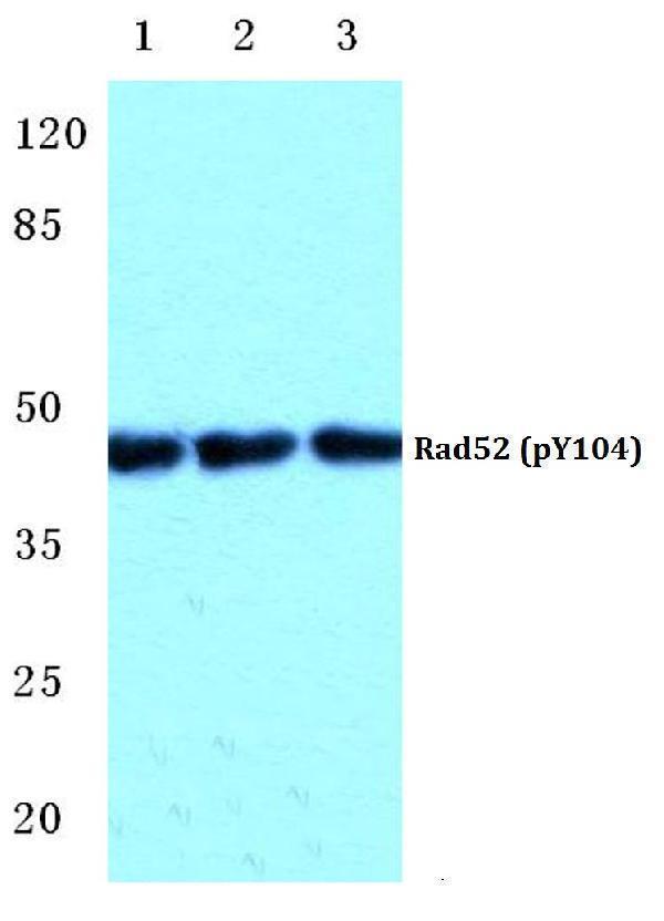 a01580y104 rad52 primary antiboties wb testing 1