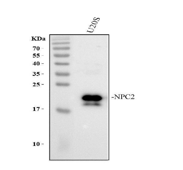 a01582 2 npc2 primary antibodies wb testing 1