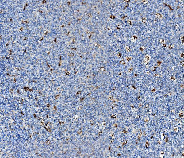 a01582 3 npc2 primary antibodies ihc testing 2