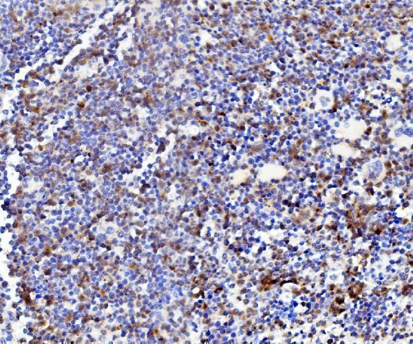 a01582 3 npc2 primary antibodies ihc testing 3