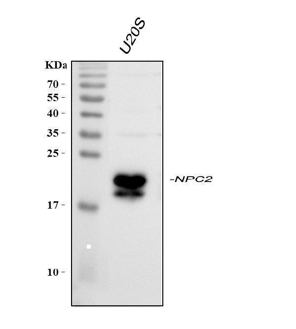 a01582 3 npc2 primary antibodies wb testing 1_1