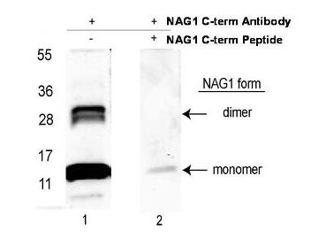 a01583 3 gdf15 primary antibodies wb testing 1_1
