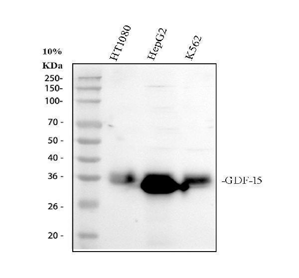 Western blot analysis of GDF15 using anti-GDF15 antibody (A01583-4)
