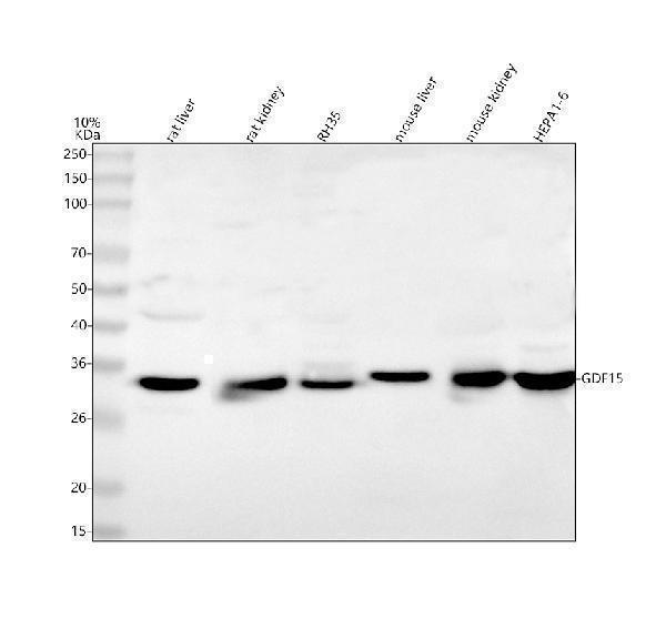  Western blot analysis of Gdf15 using anti-Gdf15 antibody (A01583-5)