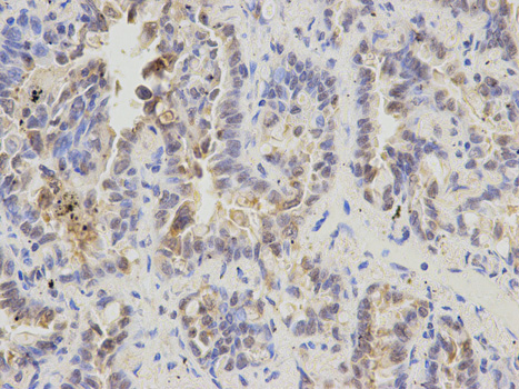 Immunohistochemistry of paraffin-embedded human placenta using GDF15 Rabbit pAb  at dilution of 1:100 