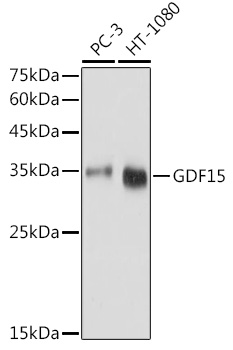 Western blot analysis of extracts of various cell lines, using GDF15 antibody  at 1:1000 dilution