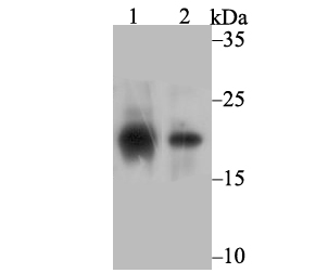 a01584 socs2 primary antiboties wb testing 1