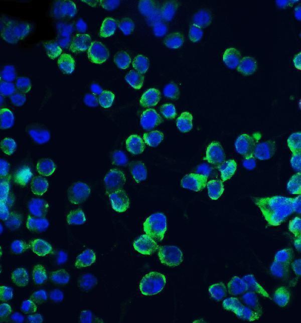 a01585 1 cldn1 primary antibodies if testing 5