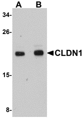 Western Blot Validation in Human HepG2 Cell Lysate
Loading: 15 μg of lysates per lane