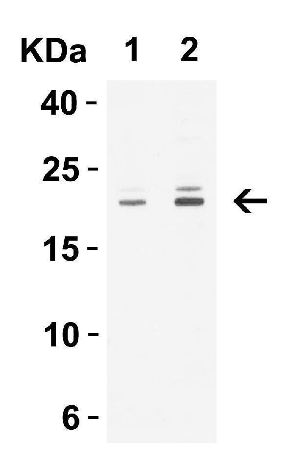 a01585 1 cldn1 primary antibodies wb testing 4