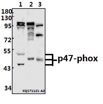 a01586 2 ncf1 primary antiboties wb testing 1