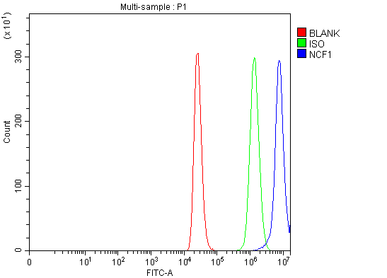 a01586 3 ncf1 primary antibodies fcm testing 4
