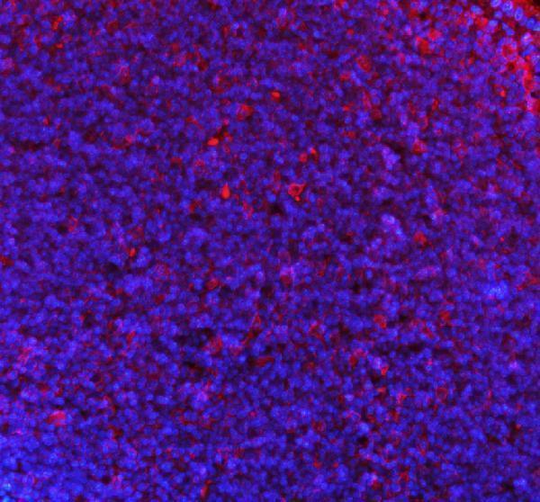 a01586 3 ncf1 primary antibodies if testing 5