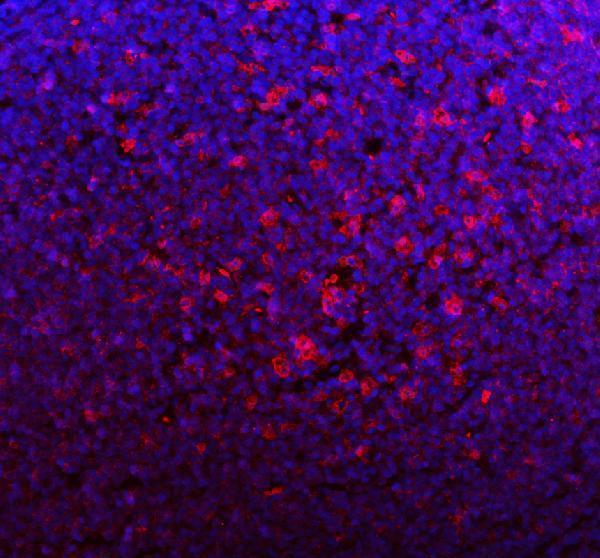 a01586 3 ncf1 primary antibodies if testing 6