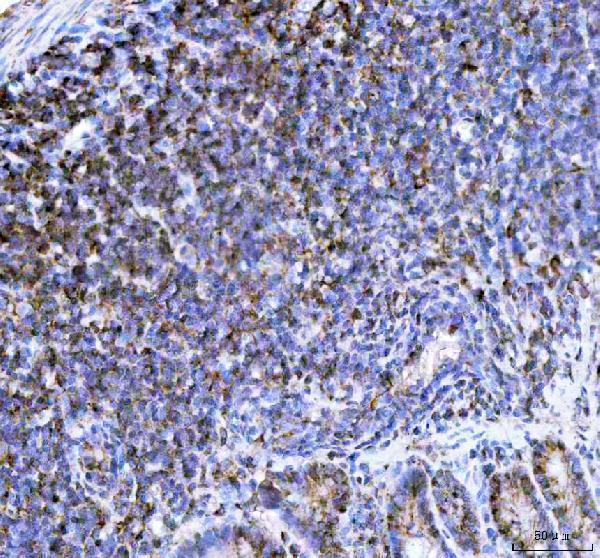 a01586 3 ncf1 primary antibodies ihc testing 2