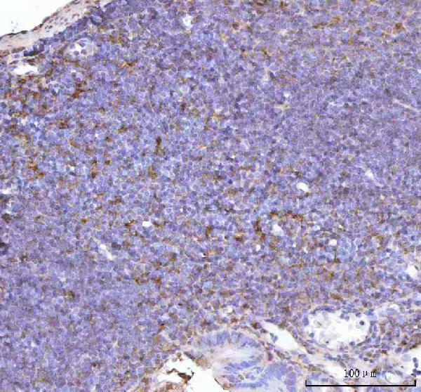 a01586 3 ncf1 primary antibodies ihc testing 3