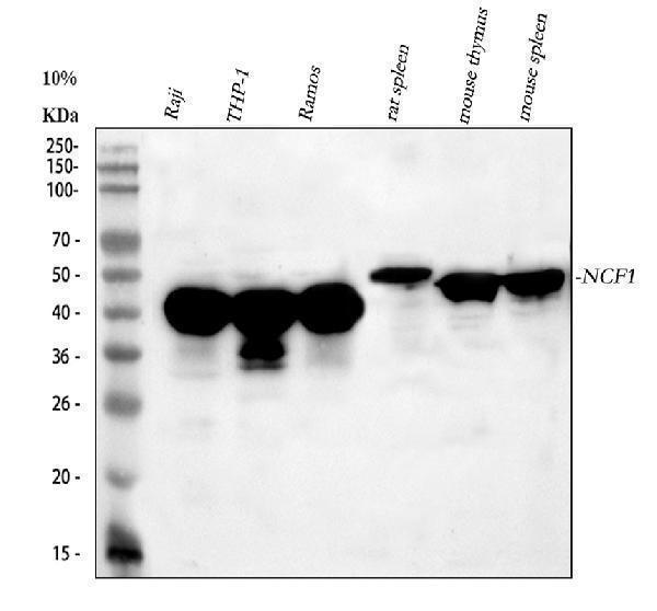 a01586 3 ncf1 primary antibodies wb testing 1