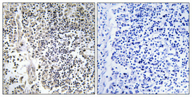 a01586s304 1 ncf1 primary antibodies ihc testing 1