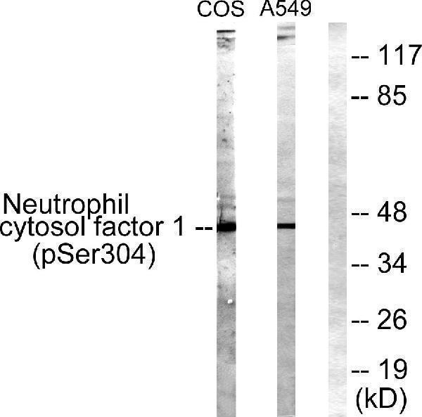 a01586s304 1 ncf1 primary antibodies wb testing 2