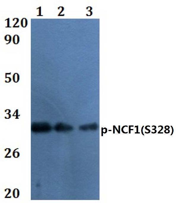a01586s328 ncf1 primary antiboties wb testing 1_1