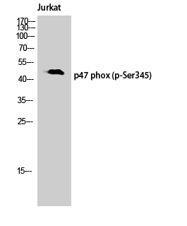 a01586s345 ncf1 primary antibodies wb testing 2