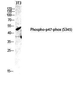 a01586s345 ncf1 primary antibodies wb testing 3