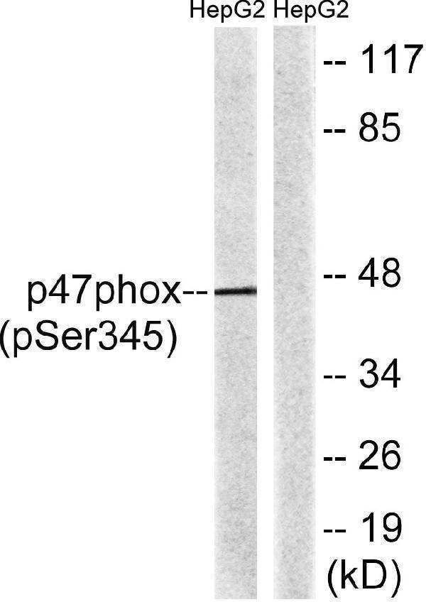 a01586s345 ncf1 primary antibodies wb testing 4