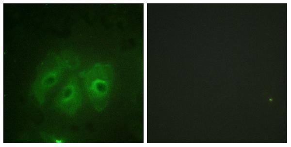 a01586s359 ncf1 primary antibodies if testing 1