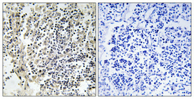 a01586s359 ncf1 primary antibodies ihc testing 4