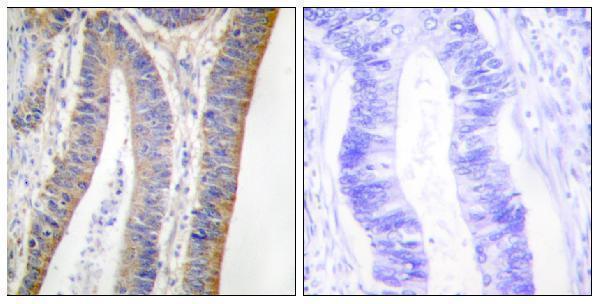 a01586s359 ncf1 primary antibodies ihc testing 5