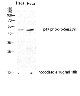 a01586s359 ncf1 primary antibodies wb testing 2