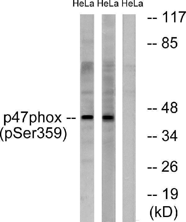 a01586s359 ncf1 primary antibodies wb testing 3