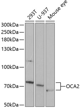 a01587 oca2 primary antiboties wb testing 1