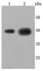 Western blot analysis of Cathepsin L/V/K/H on different cells lysates using anti-Cathepsin L/V/K/H antibody at 1/1,000 dilution