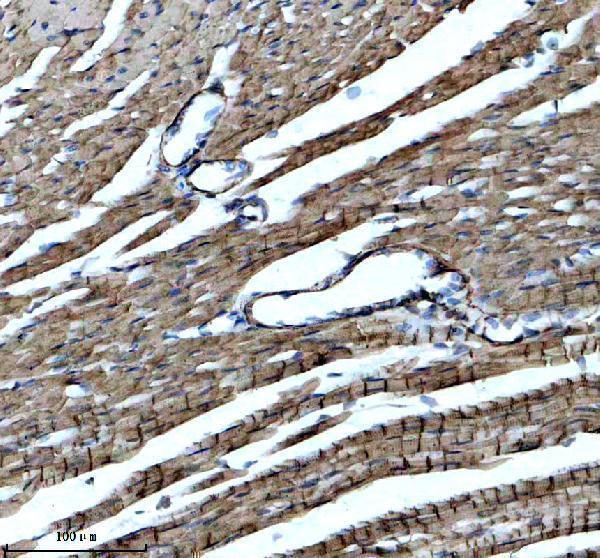 a01591 4 tpm1 2 3 4 primary antibodies ihc testing 3