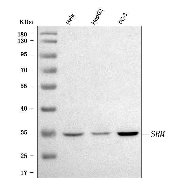  Western blot analysis of Spermidine synthase/SRM using anti-Spermidine synthase/SRM antibody (A01594-2)