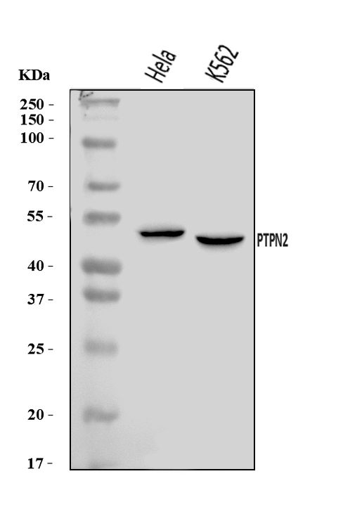  Western blot analysis of TCPTP/PTPN2 using anti-TCPTP/PTPN2 antibody (A01597-1)