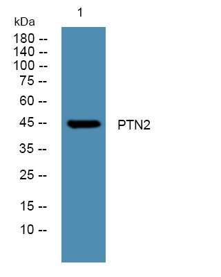 a01597 ptpn2 primary antibodies wb testing 1