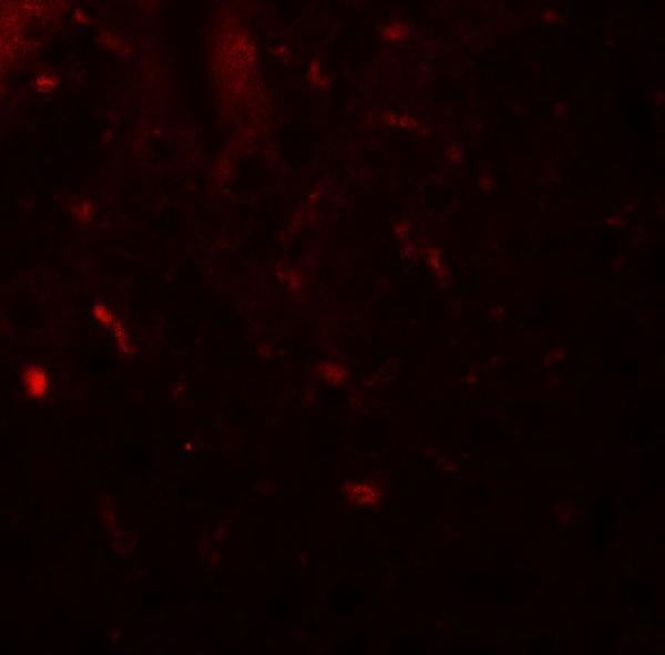 Immunofluorescence of MALT1 in human spleen tissue with MALT1 antibody at 20 μg/mL