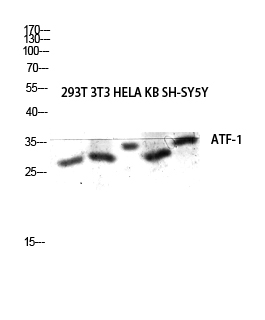 Western blot analysis of 293T 3T3 HELA KB SH-SY5Y lysis using ATF-1 antibody
