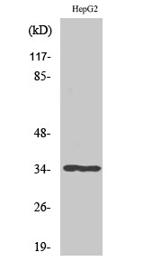 Western Blot analysis of various cells using ATF-1 Polyclonal Antibody diluted at 1:500