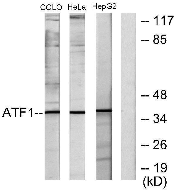 a01600 1 atf1 primary antibodies wb testing 5
