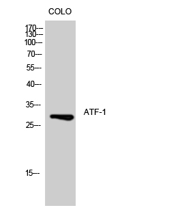 Western Blot analysis of COLO cells using ATF-1 Polyclonal Antibody diluted at 1:500 cells nucleus extracted by Minute TM Cytoplasmic and Nuclear Fractionation kit 