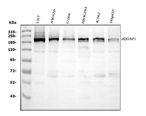 a01603 1 iqgap1 primary antibodies wb testing 1