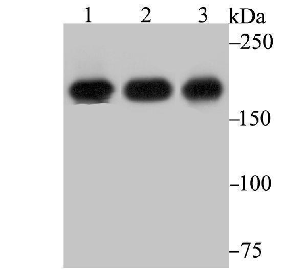 a01603 2 iqgap1 primary antiboties wb testing 1