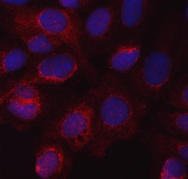 a01604 3 nos3 primary antibodies if testing 2